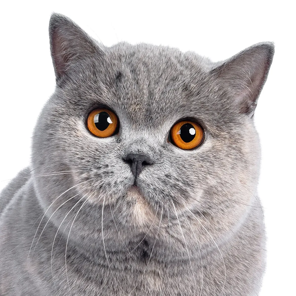 猫 ブリーダー ブリティッシュ ショート ヘア 賢い選び方と子猫を迎えるまでの安心ステップ